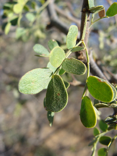 Image of Ebenopsis confinis by (c) Alexis López Hernández, some rights reserved (CC BY)