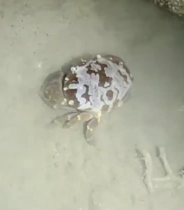 Floral Egg Crab
