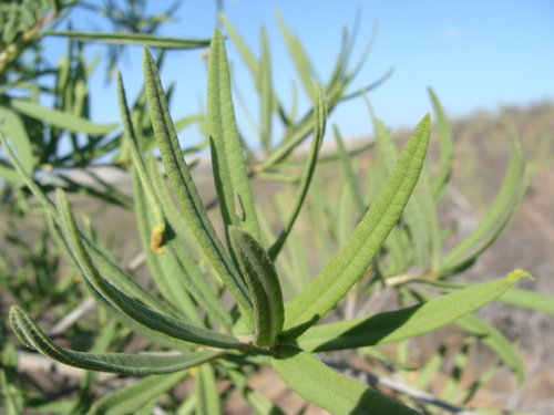 Image of Forchhammeria watsonii by (c) Alexis López Hernández, some rights reserved (CC BY)