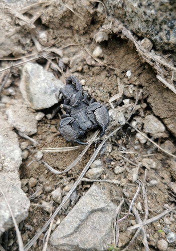 Scorpiops margerisonae