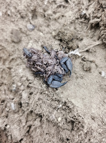 Scorpiops atomatus