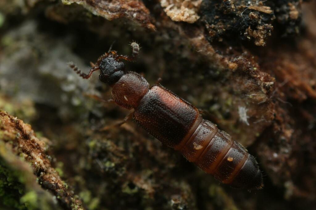 Dropephylla ioptera