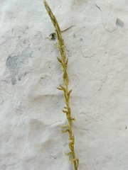 Mesadenus polyanthus