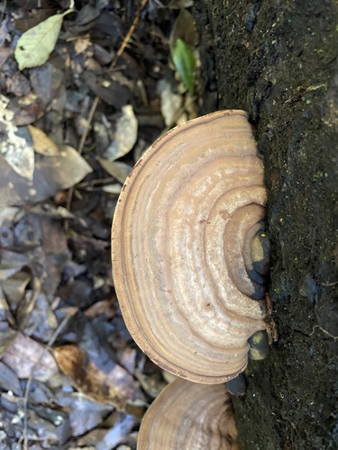 Ganoderma applanatum