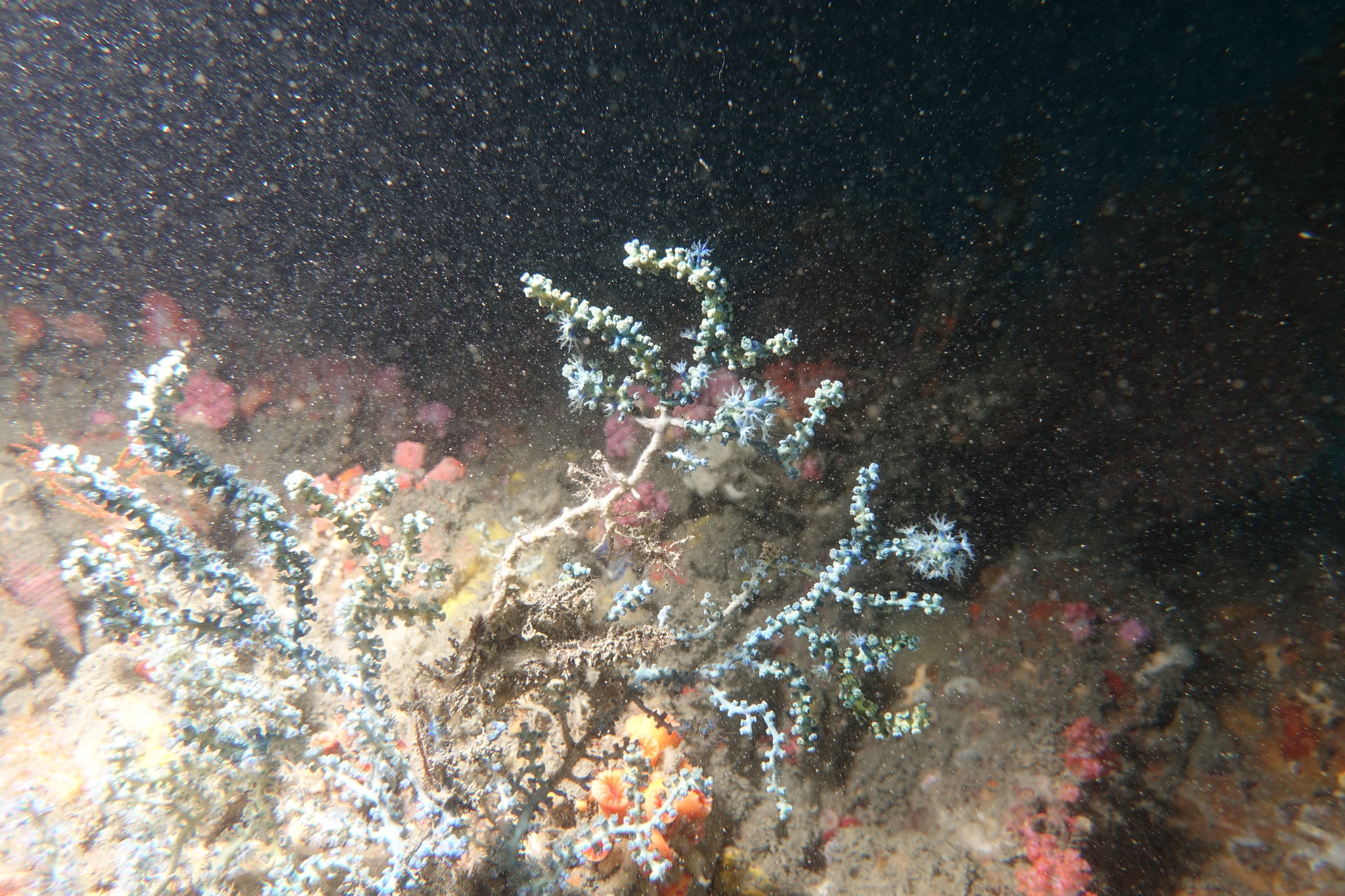 Anthogorgia divaricata (Verrill, 1865)