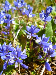 Polygala calcarea