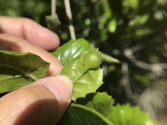 Callirhytis perfoveata