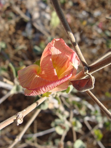 Image of Gossypium davidsonii by (c) Alexis López Hernández, some rights reserved (CC BY)