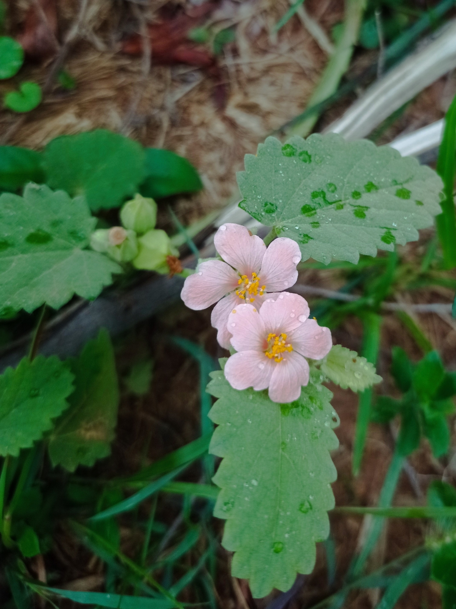 Krapovickasia urticifolia