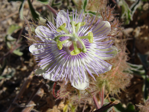 Image of Passiflora pentaschista by (c) Alexis López Hernández, some rights reserved (CC BY)