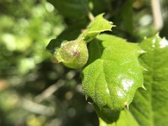 Callirhytis perfoveata