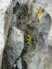 Mesadenus polyanthus