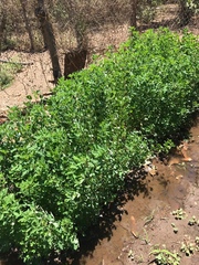 Crotalaria longirostrata