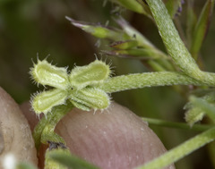 Pectocarya anisocarpa