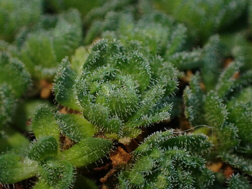 Saxifraga cebennensis, photograph 1