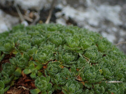Saxifraga cebennensis, photograph 2