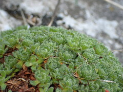 Saxifraga cebennensis, photograph Franck Cabot, CC BY, iNaturalist via GBIF