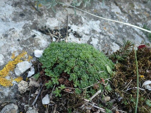 Image of Cevennes Saxifrage (Saxifraga cebennensis) by (c) Franck Cabot, some rights reserved (CC BY)