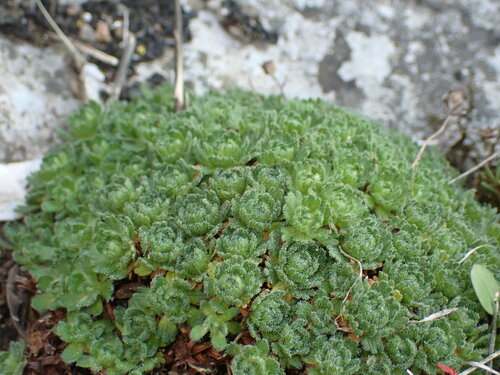 Image of Saxifraga cebennensis by (c) Franck Cabot, some rights reserved (CC BY)