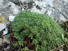 Saxifraga cebennensis