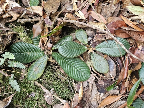 Acrotrema costatum (Acrotrema costatum)