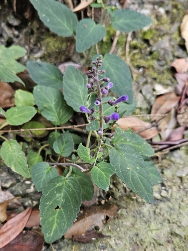 Image of Scutellaria discolor by (c) Cheongweei Gan, some rights reserved (CC BY)