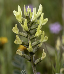 Astragalus lentiginosus nigricalycis