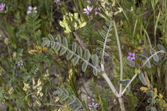 Astragalus lentiginosus nigricalycis