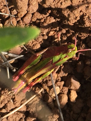 Chimarocephala pacifica