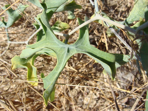 Image of Ibervillea sonorae by (c) Alexis López Hernández, some rights reserved (CC BY)