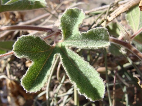 Image of Passiflora pentaschista by (c) Alexis López Hernández, some rights reserved (CC BY)