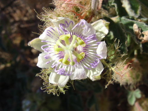 Image of Passiflora pentaschista by (c) Alexis López Hernández, some rights reserved (CC BY)