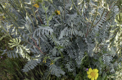 Astragalus oxyphysus