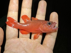 Flame Cardinalfish photo 3