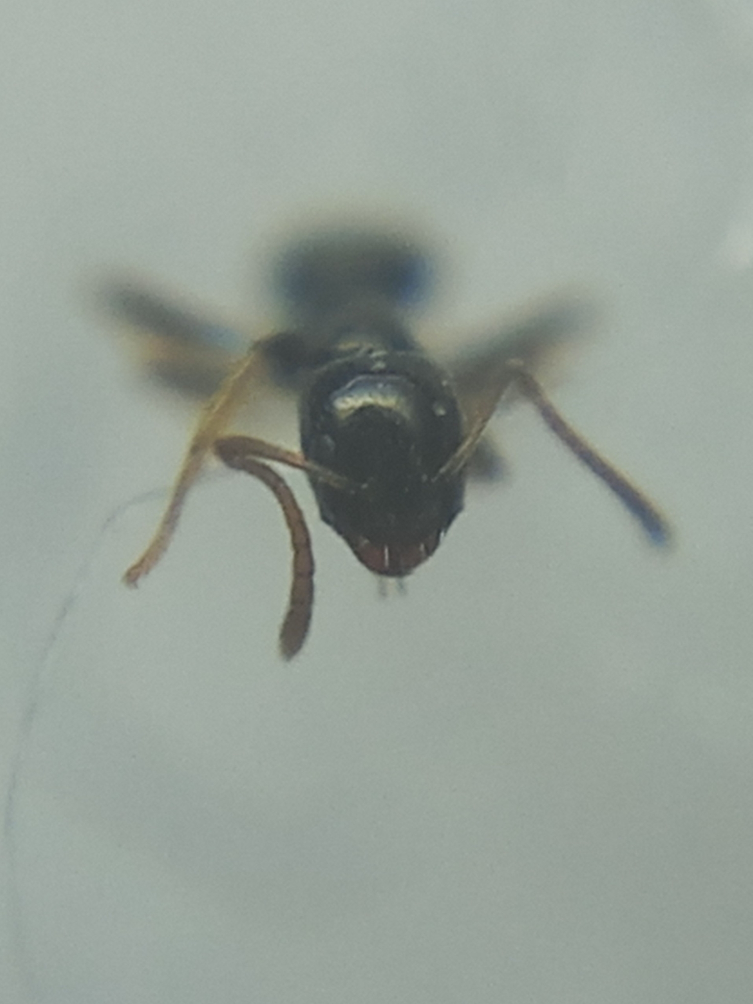 Lepisiota wroughtonii
