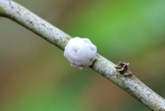 Ceroplastes sinensis