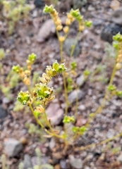 Cryptantha pterocarya