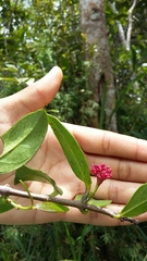 Pinochia corymbosa