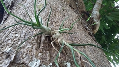 Tillandsia bulbosa