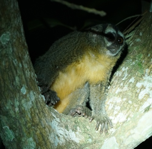 Azara's Night Monkey