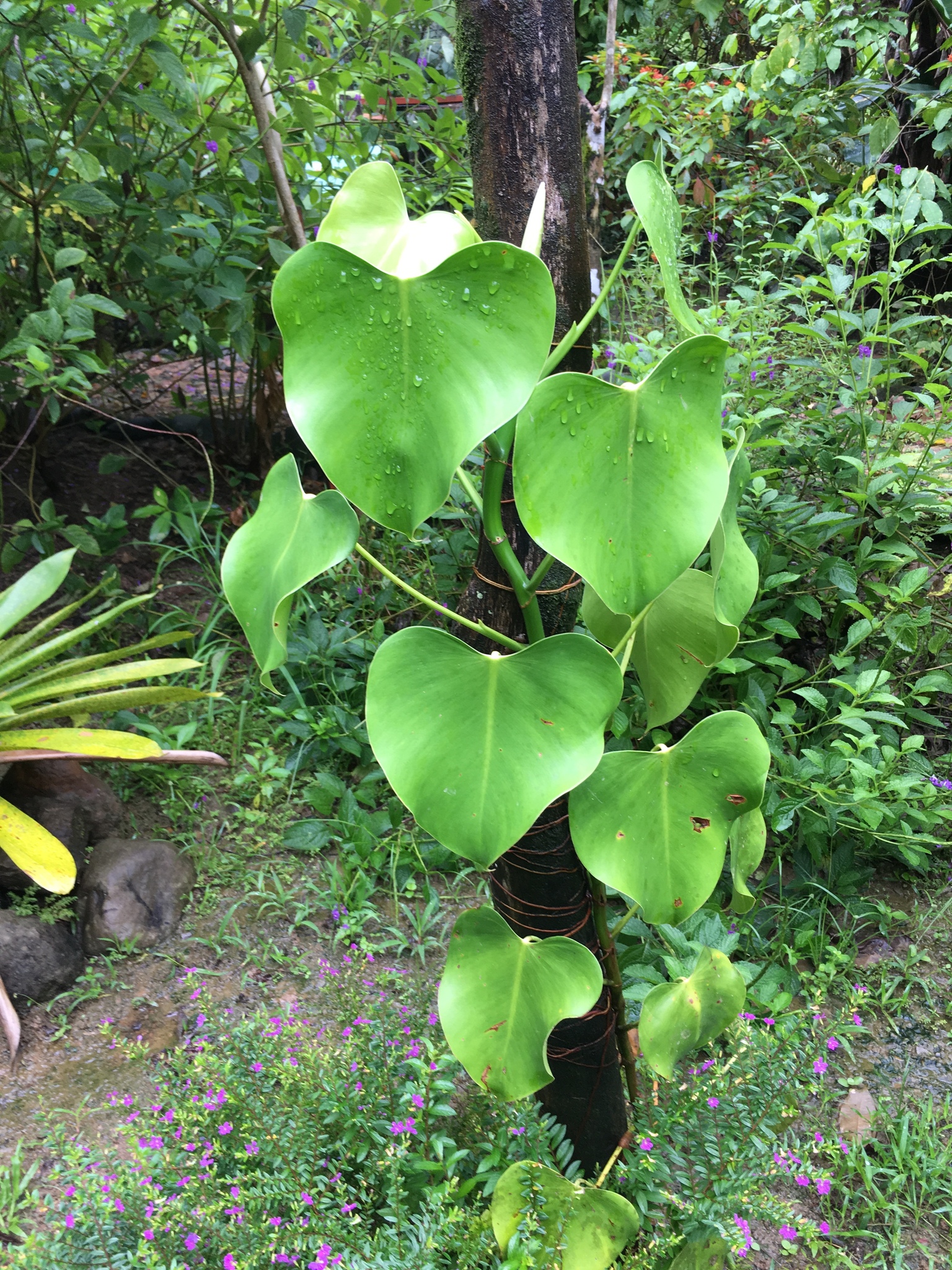 Philodendron microstictum · iNaturalist