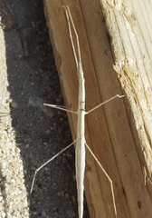 Pseudosermyle straminea