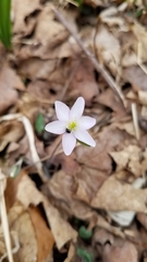 Hepatica acutiloba