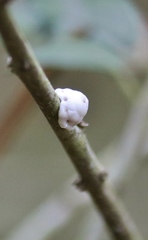 Ceroplastes sinensis