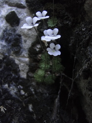 Pinguicula gracilis