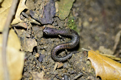 iNaturalist observation photo of Black-bellied Slender Salamander