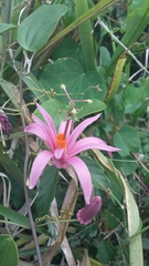 Passiflora tulae