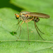 Long-legged Flies - Photo (c) Katja Schulz, some rights reserved (CC BY)