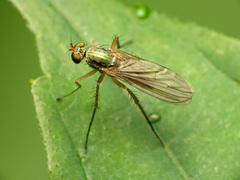 Dolichopus longipennis