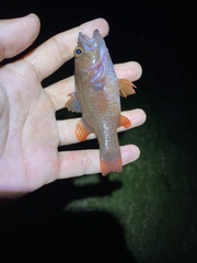 Crosseyed Cardinalfish photo 1